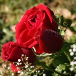 Red_Roses